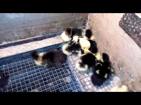 Видео: Утята умирают! Почему?