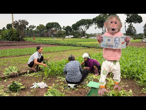 Видео: Хитроумный способ Лалы справиться с ситуацией, когда в доме заканчиваются свежие овощи!