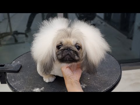 Видео: Кто-нибудь знает имя этого покемона?