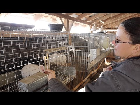 Видео: Процесс РАЗВЕДЕНИЯ. Подробный урок. Выращивание кроликов на мясо.