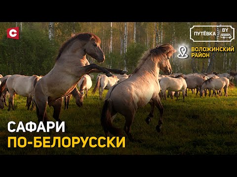 Видео: Сафари-тур в Налибокской пуще | Святые источники: куда поехать? | Путёвка BY