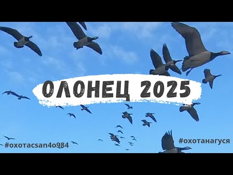 Видео: ОХОТА НА ГУСЯ 2025 ИЛИ ЩЕДРАЯ ВЕСНА В РЕСПУБЛИКЕ КАРЕЛИЯ. КАЗАРЫ ХВАТИЛО ВСЕМ.🪿🪿🪿