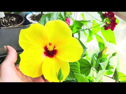 Видео: С добрым утром! Восточный балкон☘️🌺🌺#комнатныерастения #гибискус #plants #цветы