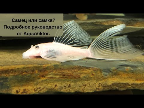 Видео: Самец или самка? Подробное руководство по определению пола анциструса!