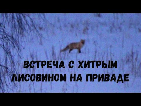 Видео: Охота на лисицу. 22WMR Встреча с хитрым лисовином на приваде.