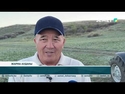 Видео: Трактор тізгіндеген келіншек