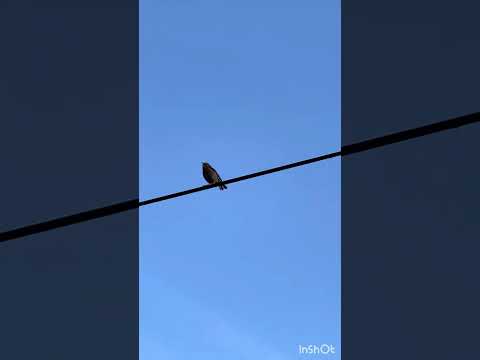 Видео: Золотая осень ноября🍁🌞🍁