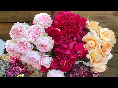 Видео: Самые мощные двухлетние саженцы роз , Питомник Роз Аккиевых . Принимаю заказы на осень .