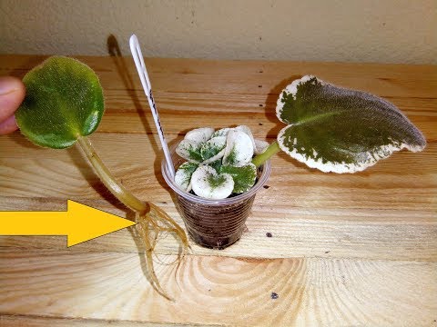 Видео: Фиалка от появления корней до деток!  Проверенные советы!