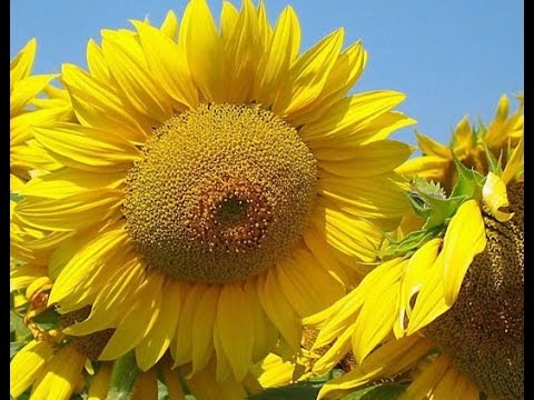 Видео: Видео-урок Пишем подсолнух