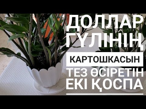 Видео: Доллар гүлінің картошкасын өсіретін екі қоспа       #үйгүлдері#гүл#замиякулькас