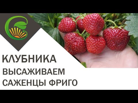 Видео: Посадка саженцев клубники фриго