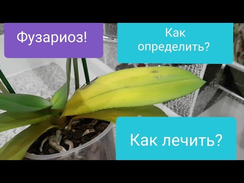 Видео: Фузариоз у орхидеи! Как и чем лечить? Как определить фузариоз у орхидеи?