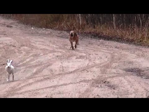 Видео: ГНАЛИ ЗАЙЦА ПО ДОРОГЕ.  РГ Сигнал(Плакуня), Свирель , Струнка .