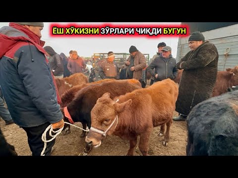 Видео: ШОВОТ МОЛ БОЗОРИ ЁШ ХЎКИЗНИ ЗЎРЛАРИ ЧИҚДИ БУГУН 20 ноября 2024 г.