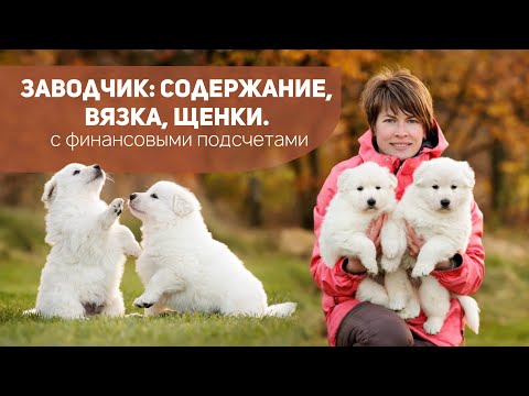 Видео: Заводчик: выгодный бизнес или тяжкий труд?