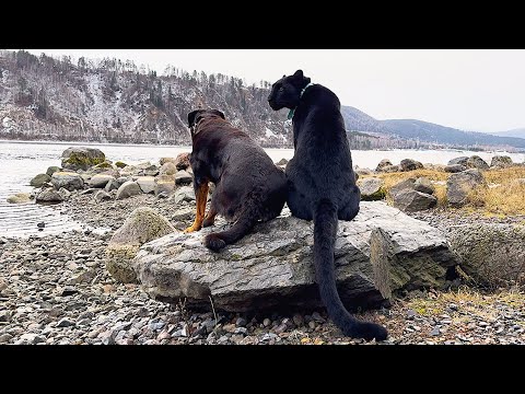 Видео: С пантерой на прогулке 😸🌲(часть 2)