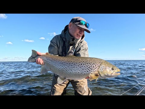 Видео: любимое место на Готланде — морская форель длиной 76 см