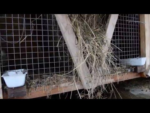 Видео: Уличное содержание кроликов круглый год