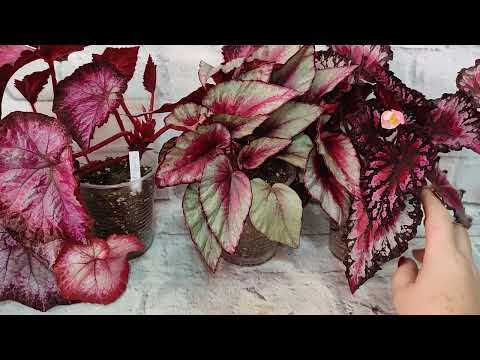 Видео: Бегонии. Красотулечки! 😁