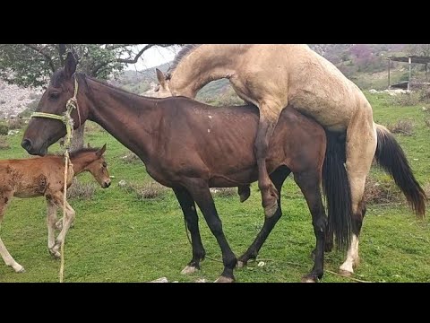 Видео: Horse video Лошадь красивый порода