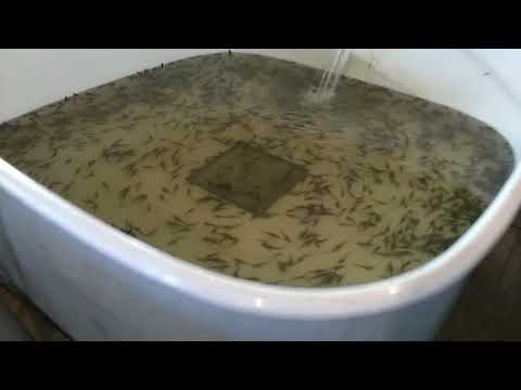 Видео: Как заработать миллион рублей за 2 месяца на мальке осётра. Просто о сложном. #иваносетр