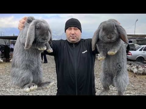 Видео: НЕВОЗМОЖНО устоять перед 🐇 КРОЛИКАМИ в сметанном соусе🐇