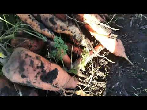 Видео: Морковка,морковка-урожай богатый...Собираем все в закрома семьи.