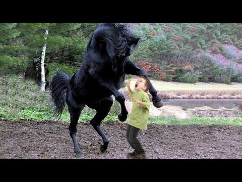 Видео: Мальчишка прикармливал буйного коня, которого все боялись, не догадываясь что он потом сделает с ним