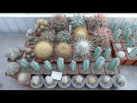 Видео: Влияние Температуры на Рост Кактусов
