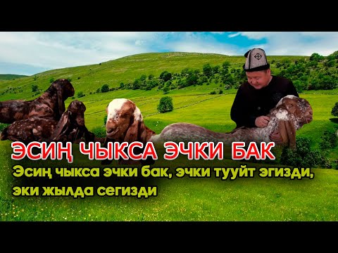 Видео: ЭСИҢ ЧЫКСА ЭЧКИ БАК