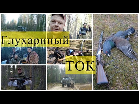 Видео: Весенняя охота.Глухариный ток
