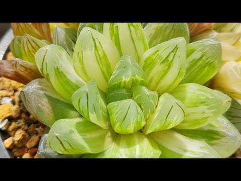 Видео: Хавортии.  Продажа