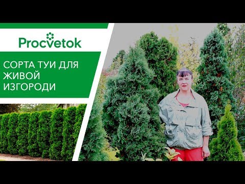 Видео: ЖИВАЯ ИЗГОРОДЬ ИЗ ТУИ. Как получить изгородь из туи нужных размеров?