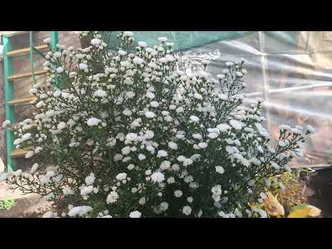 Видео: 🌺НАЙКРАСИВІША і ВИШУКАНА ОСІННЯ АЙТРА.🌺