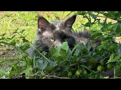 Видео: Завершение. Способность получать удовлетворение.