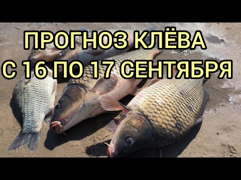 Видео: ЛУЧШИЕ ДНИ ДЛЯ РЫБАЛКИ.ПРОГНОЗ КЛЁВА С 16 ПО 17 СЕНТЯБРЯ.