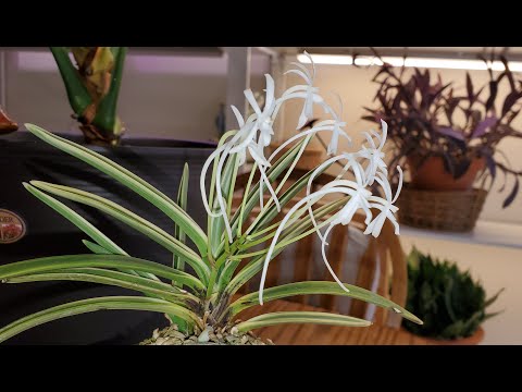 Видео: Ванда фольката Vanda falcata Neofinetia