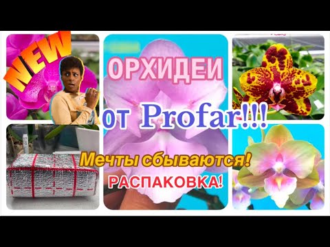 Видео: НОВЫЕ СОРТА #орхидеи от Profar 😍Обзор цветущих #орхидеи #орхидеибабочки #mutant #plants