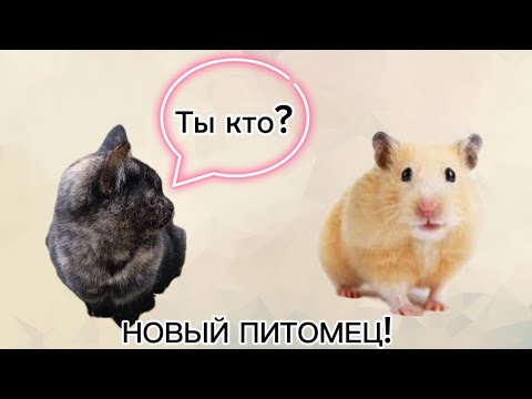 Видео: Купили нового питомца! Кто же это?