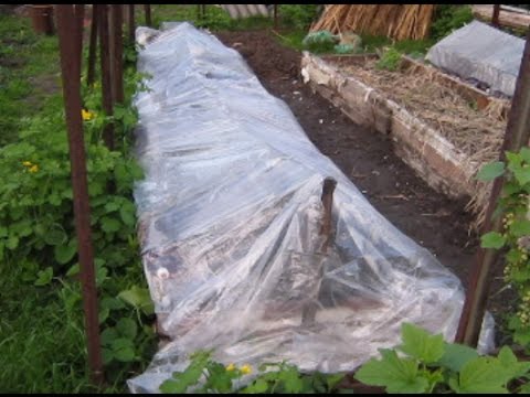 Видео: Теплая грядка весной под ранние огурцы (укр.)