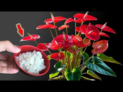 Видео: Полейте один раз! Любой антуриум распустится и зацветёт за одну ночь!
