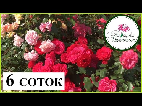 Видео: 6 СОТОК - НЕ ПРИГОВОР. ВДОХНОВЛЯЕМСЯ И ПЛАНИРУЕМ