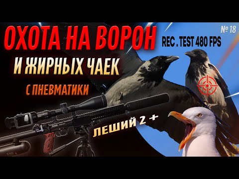 Видео: Охота на  Ворону и Гидро-карлов с пневматикой № 18. Crow Hunting 2023. Кроухантинг. Jack Hunter.