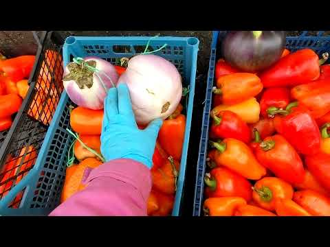 Видео: Кінець сезону: прибираю шпалеру, збираю насіння, милуюсь капустою