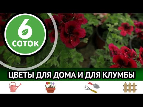 Видео: Цветы для дома и для клумбы. 6 соток 06.06.2022