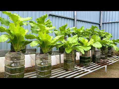Видео: Только с водой – самый быстрый способ выращивать овощи без почвы, доступный каждому!