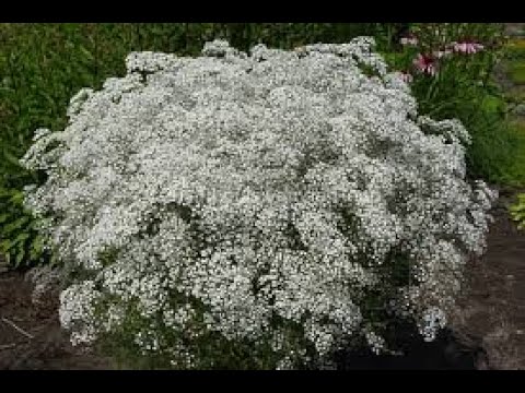 Видео: Гипсофила Паникулата  Пересадка в открытый грунт весной Gypsophila Transplant  open groundGypsophila