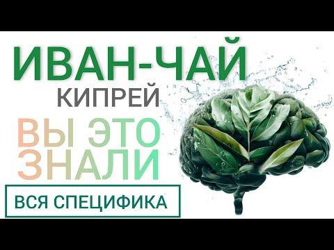 Видео: Иван-чай ( Кипрей - Epilobium ) Польза и Вред l Вы этого не знали l Вся специфика