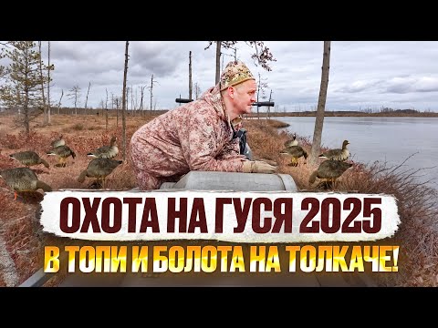 Видео: ОХОТА НА ГУСЯ 2025 // АРХАНГЕЛЬСКАЯ ОБЛ // ПО ТОПЯМ НА ТОЛКАЧЕ ТОФАЛАР